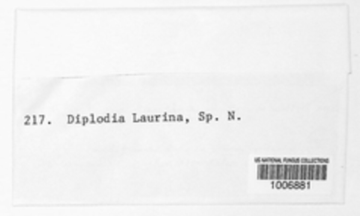 Diplodia laurina image